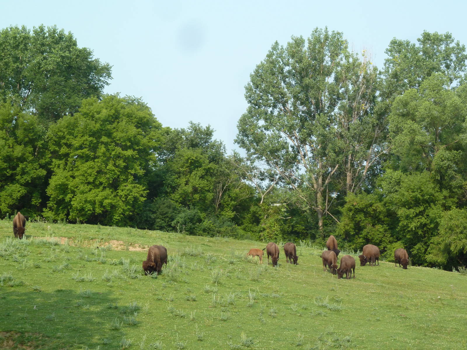 Northern Trail - American Bison/Pronghorn Antelope Exhibit