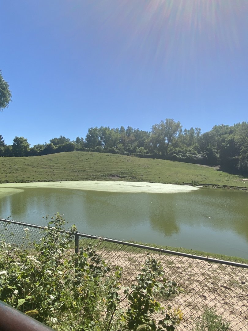 Northern trail- American plains bison exhibit
