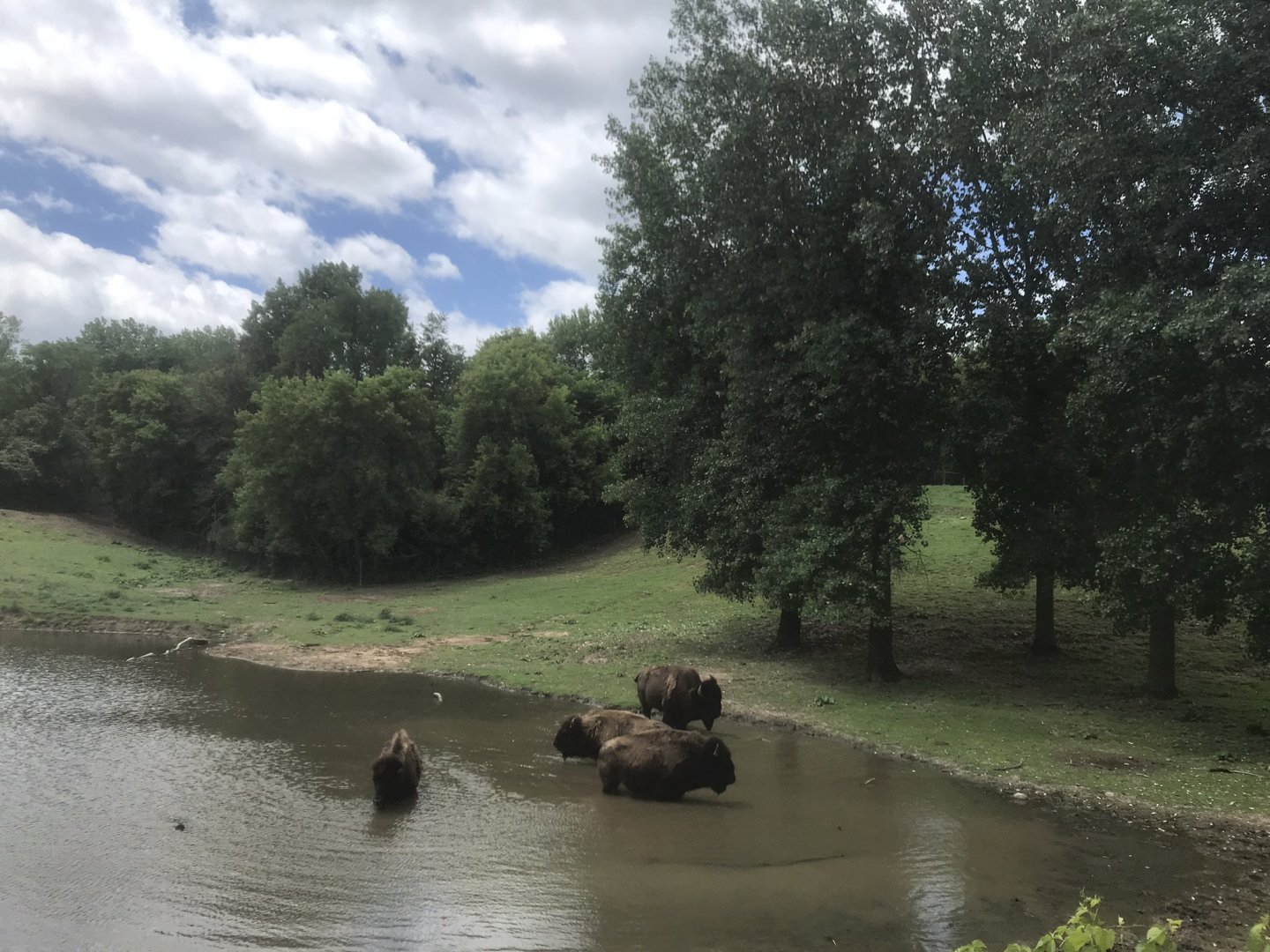 Northern Trail - American Plains Bison Exhibit