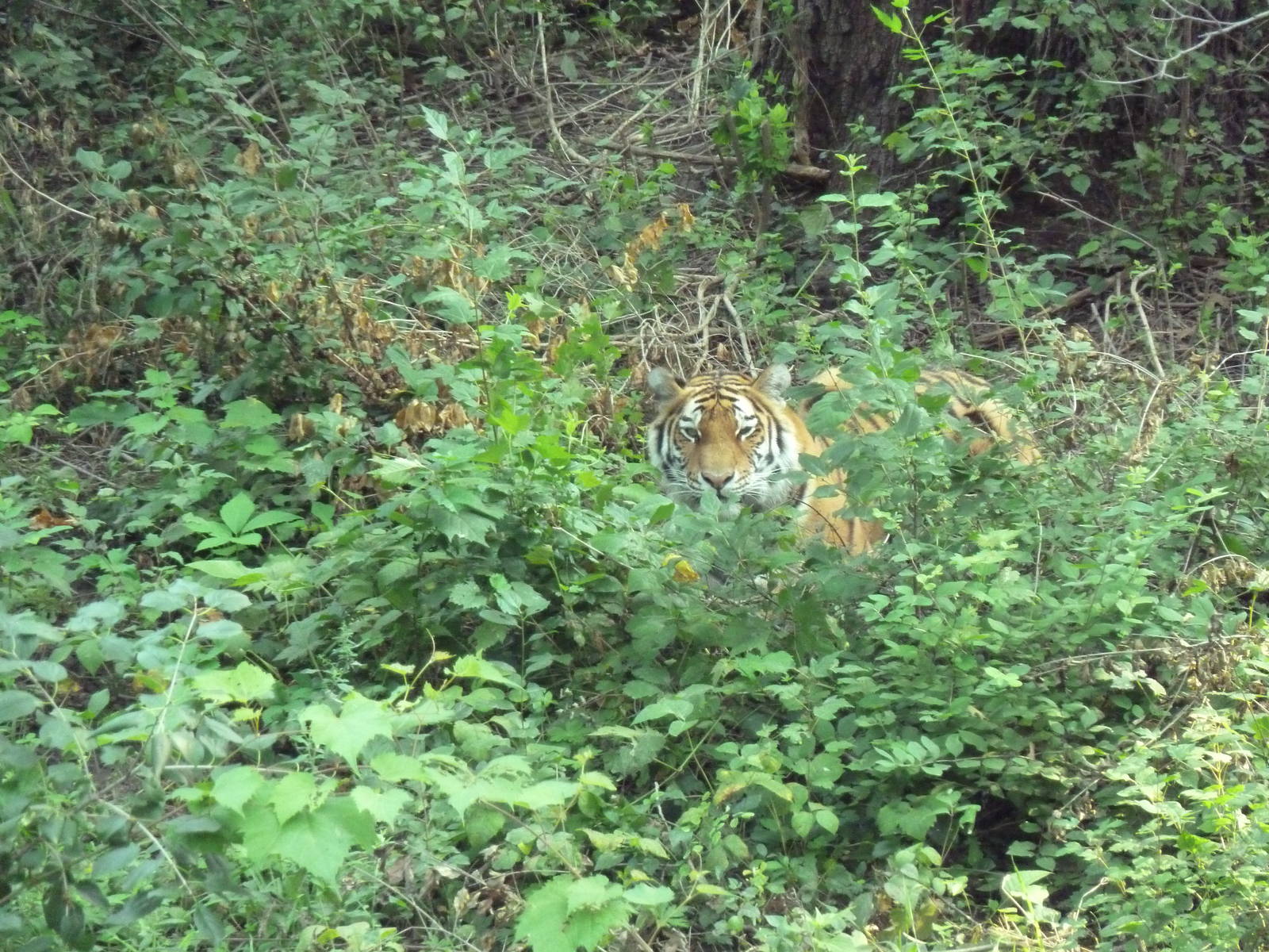 Northern Trail - Amur Tiger Exhibit