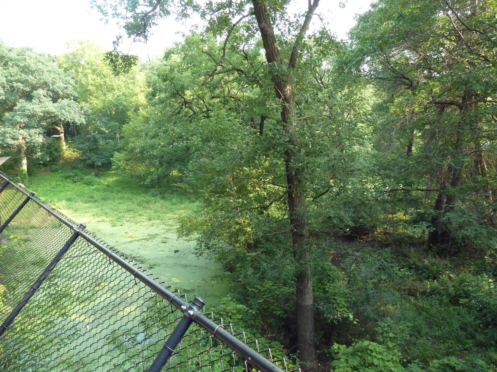 Northern Trail - Amur Tiger Exhibit