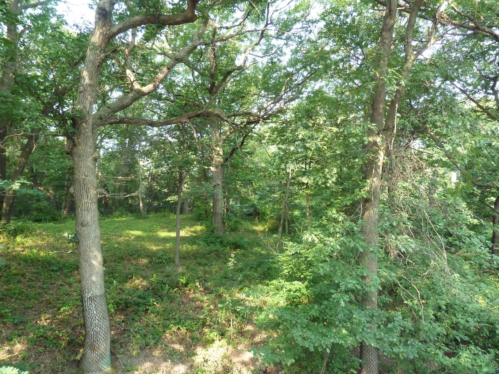 Northern Trail - Amur Tiger Exhibit