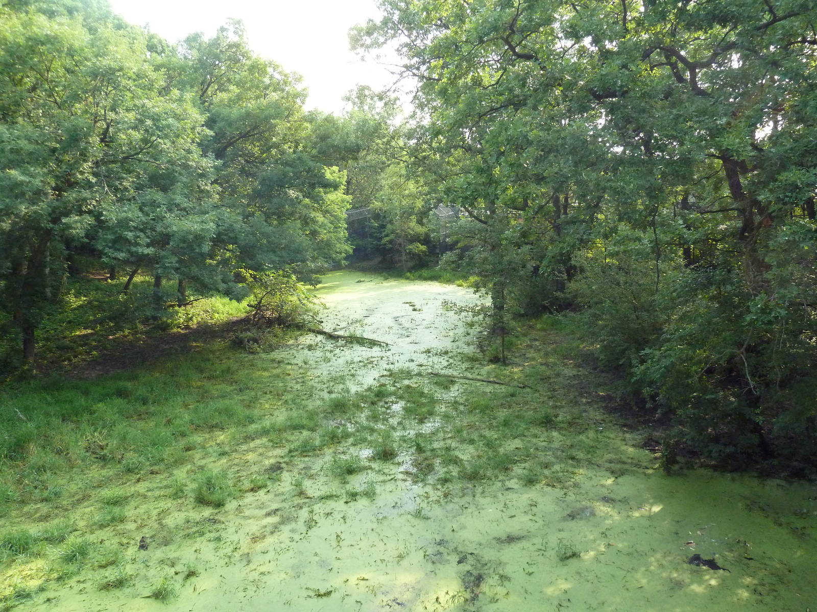 Northern Trail - Amur Tiger Exhibit