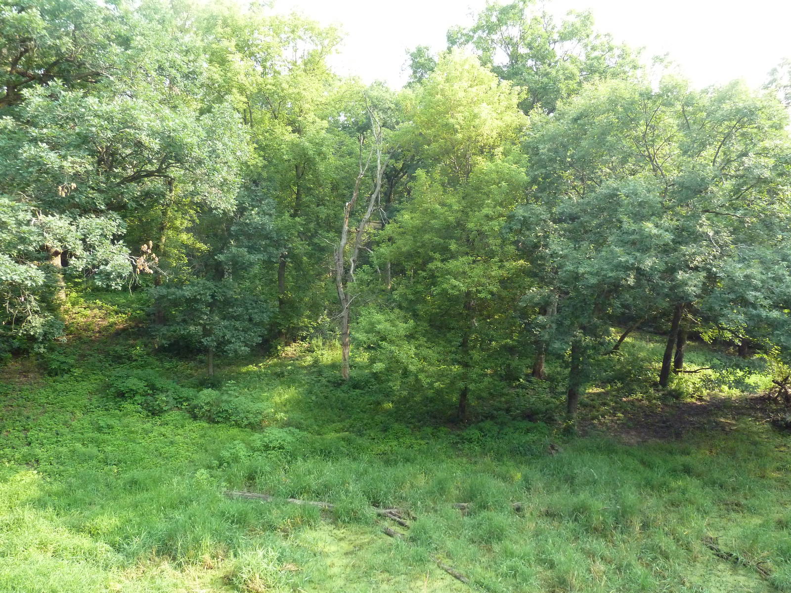 Northern Trail - Amur Tiger Exhibit