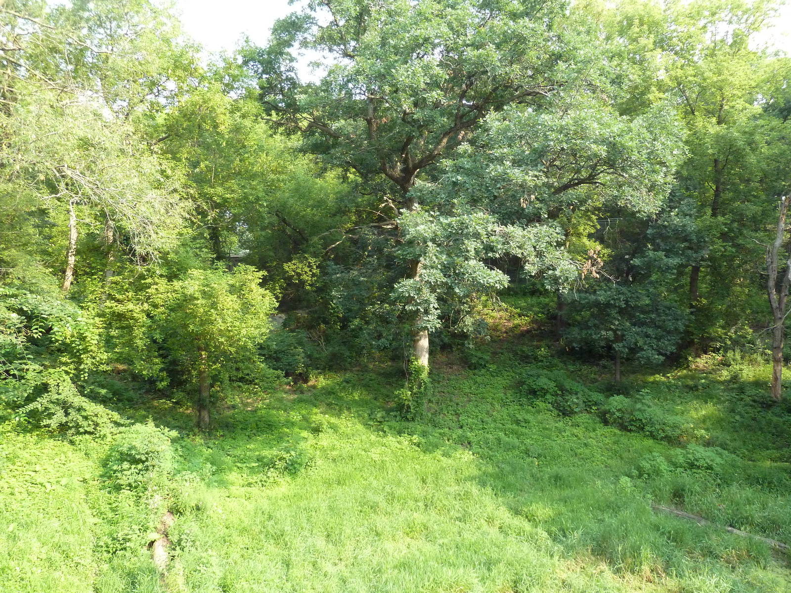 Northern Trail - Amur Tiger Exhibit