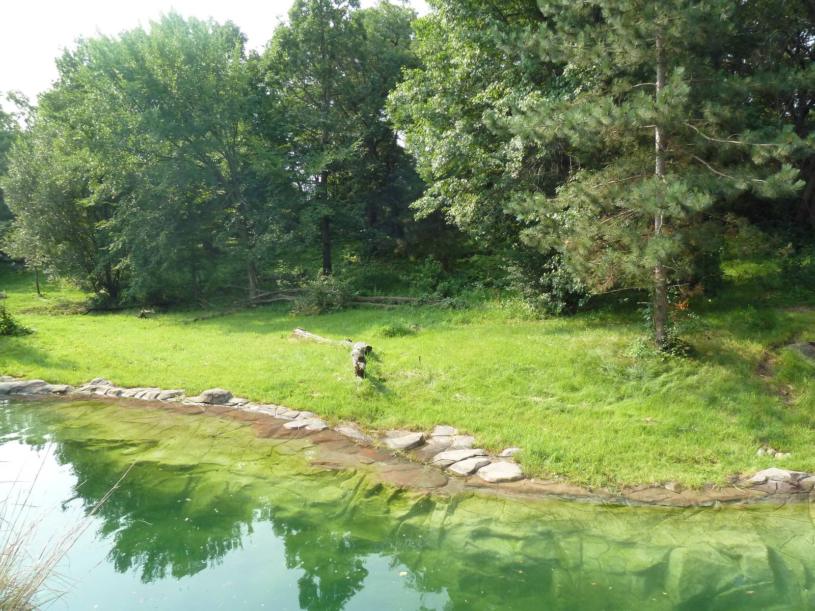 Northern Trail - Amur Tiger Exhibit