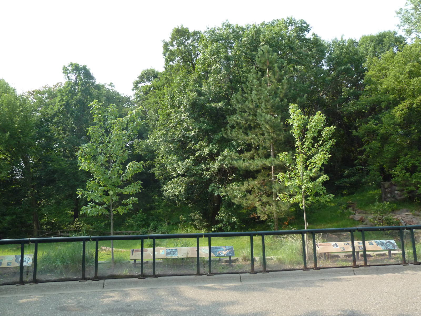 Northern Trail - Amur Tiger Exhibit