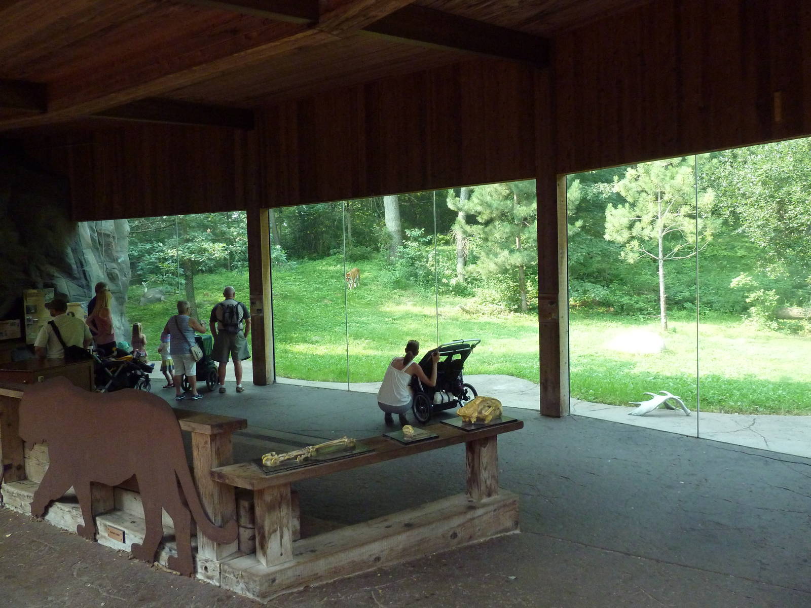Northern Trail - Amur Tiger Exhibit
