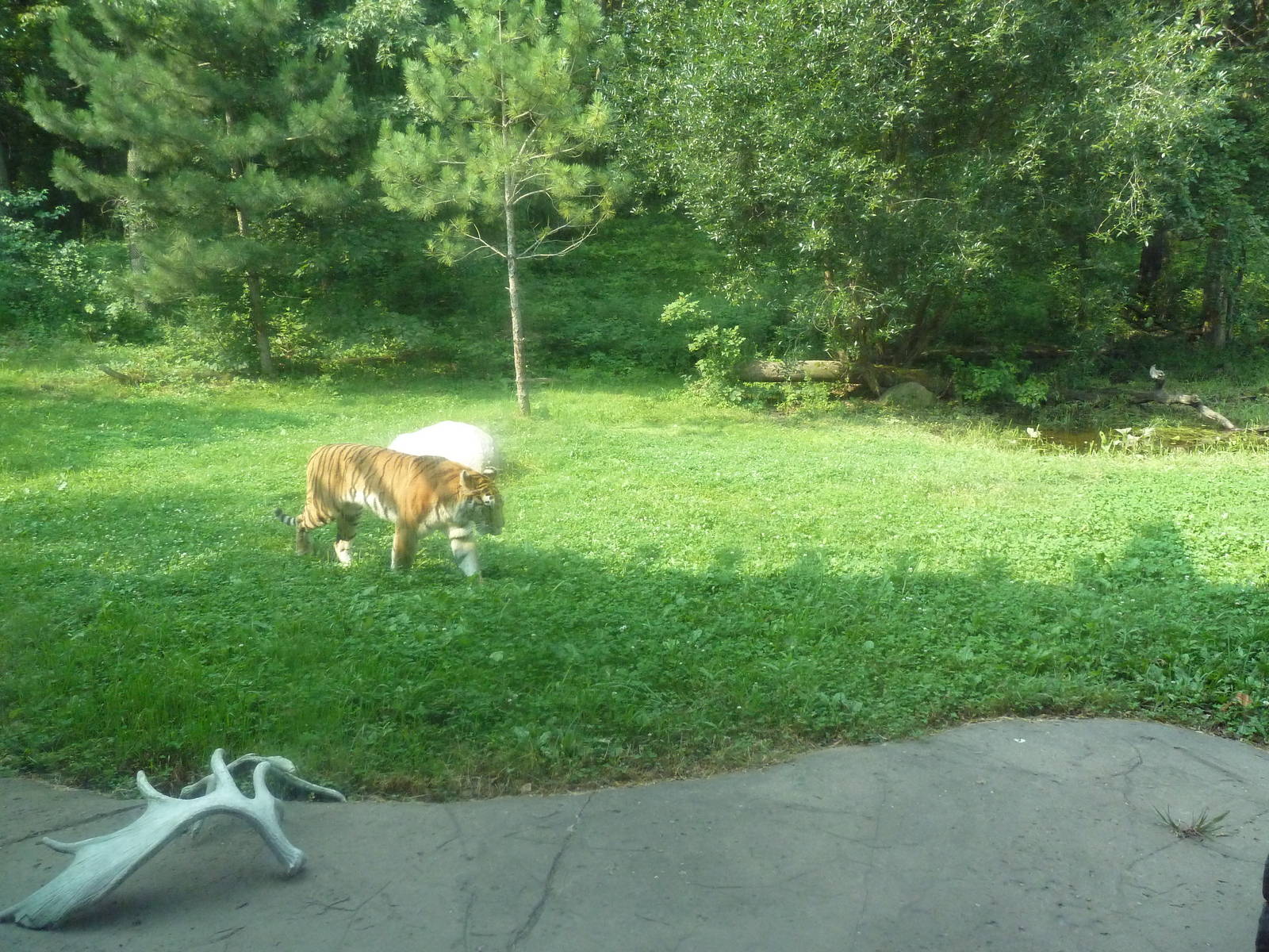 Northern Trail - Amur Tiger Exhibit
