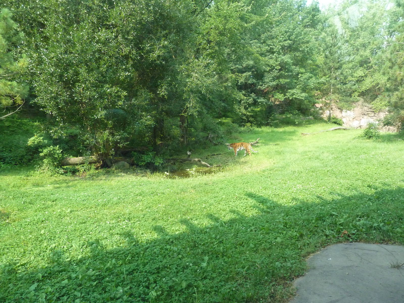 Northern Trail - Amur Tiger Exhibit