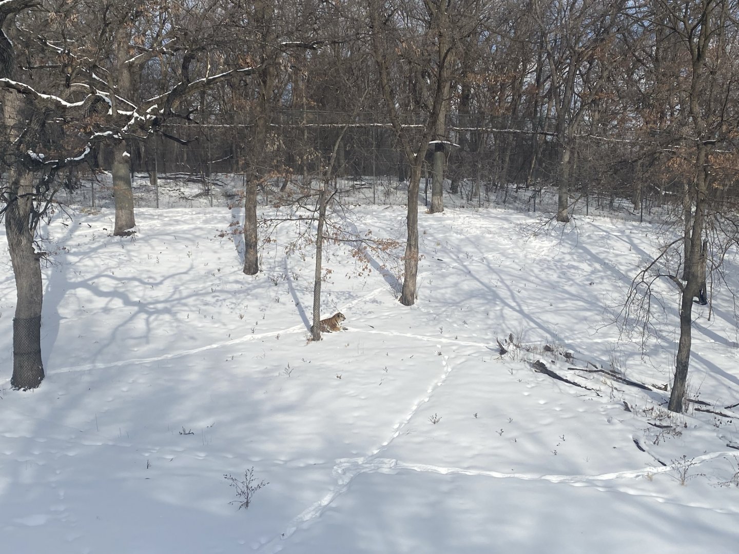 Northern Trail - Amur Tiger Exhibit