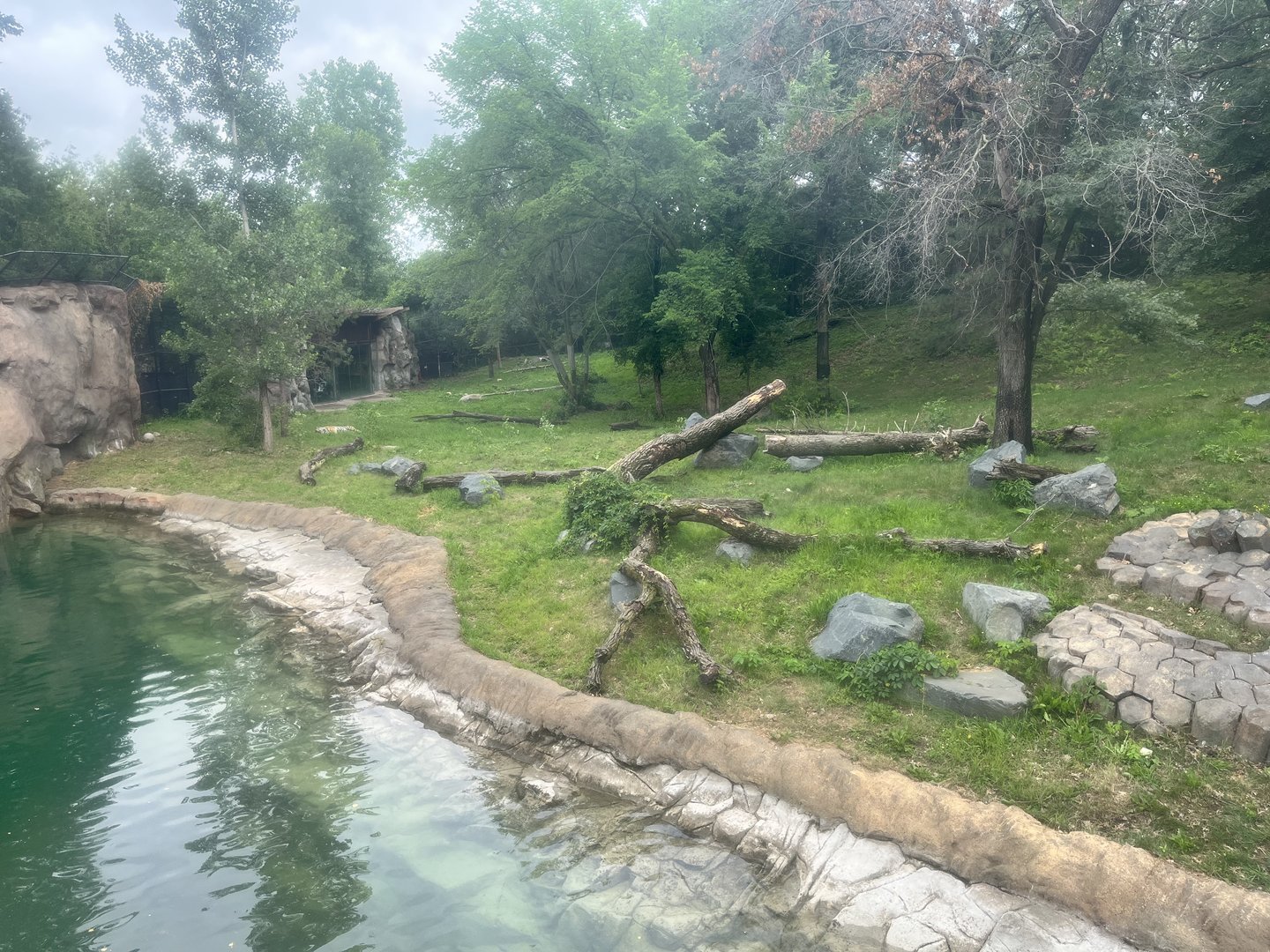 Northern Trail - Amur Tiger Exhibit