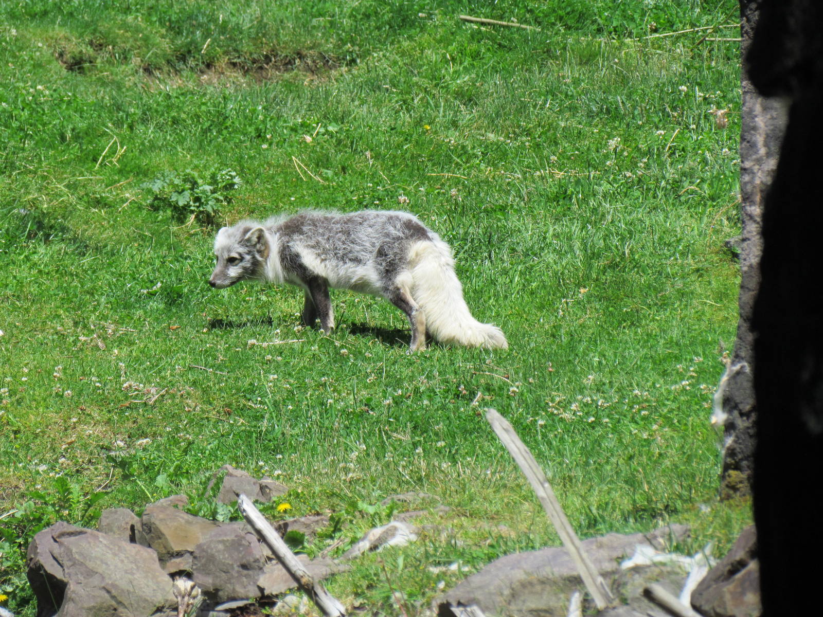 Northern Trail - Arctic Fox