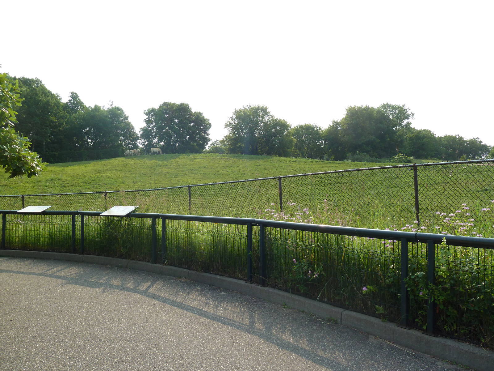 Northern Trail - Asian Wild Horse Exhibit