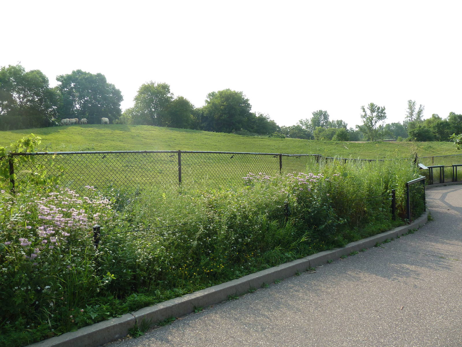 Northern Trail - Asian Wild Horse Exhibit