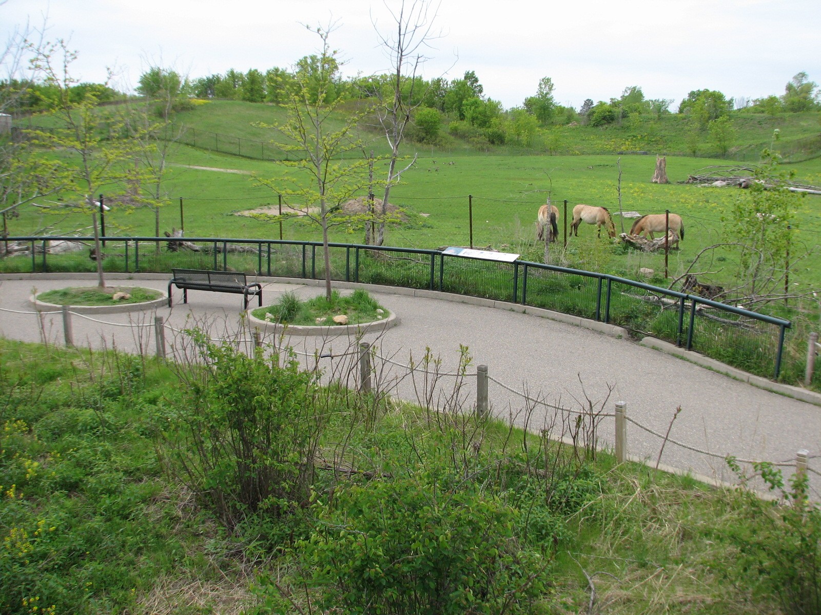Northern Trail - Asian Wild Horse Exhibit