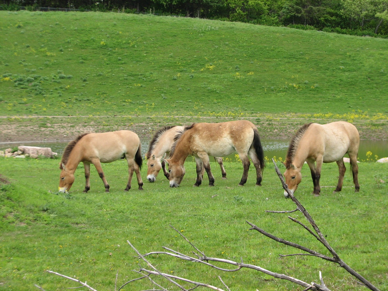 Northern Trail - Asian Wild Horses