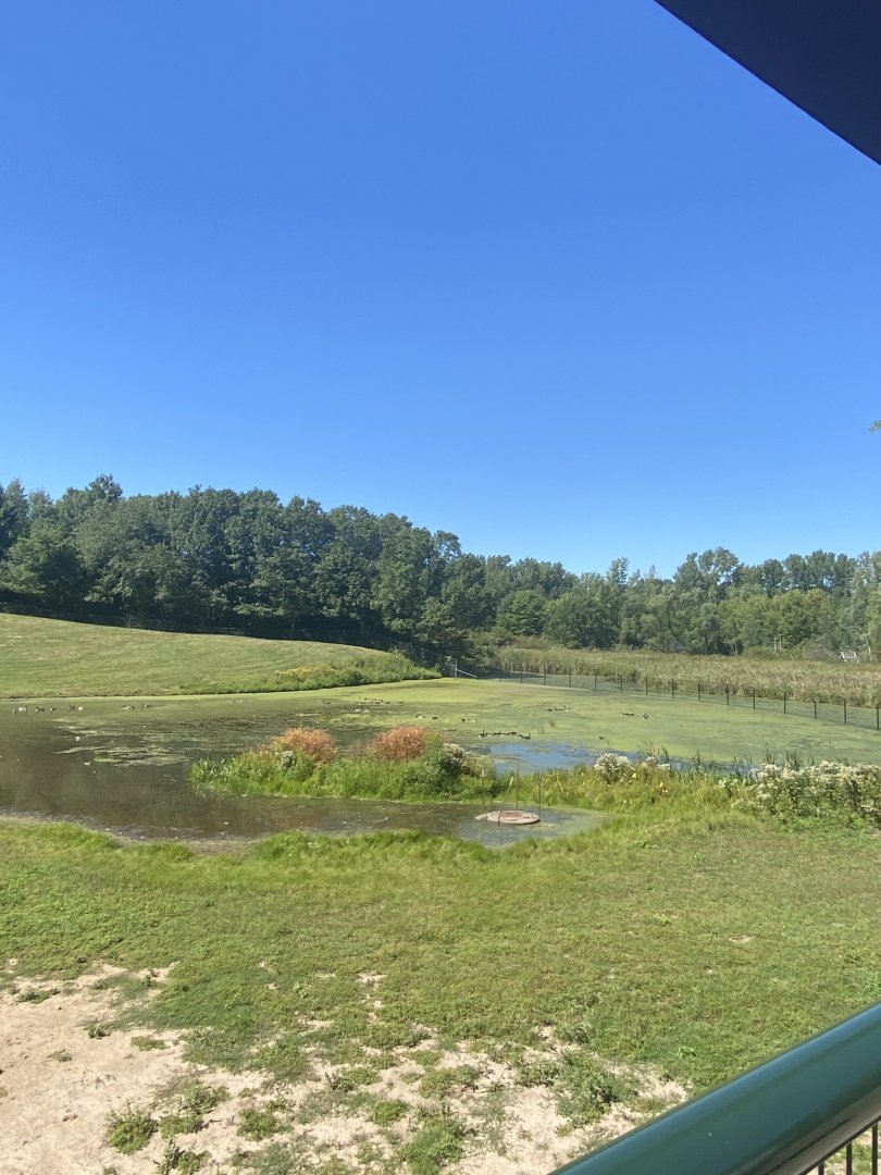 Northern trail- Bactrian camel exhibit