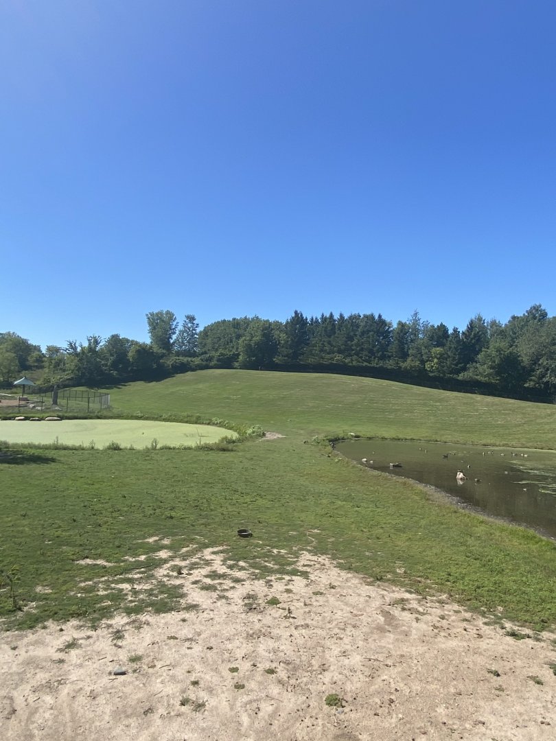 Northern trail- Bactrian camel exhibit