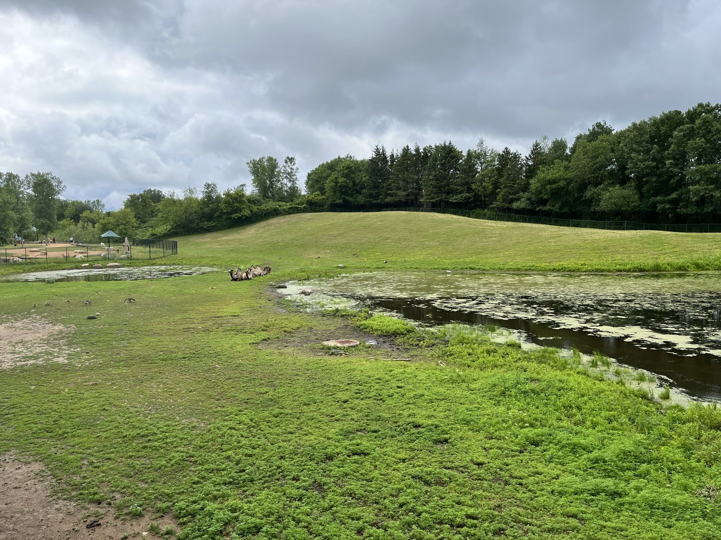 Northern Trail - Bactrian Camel Exhibit