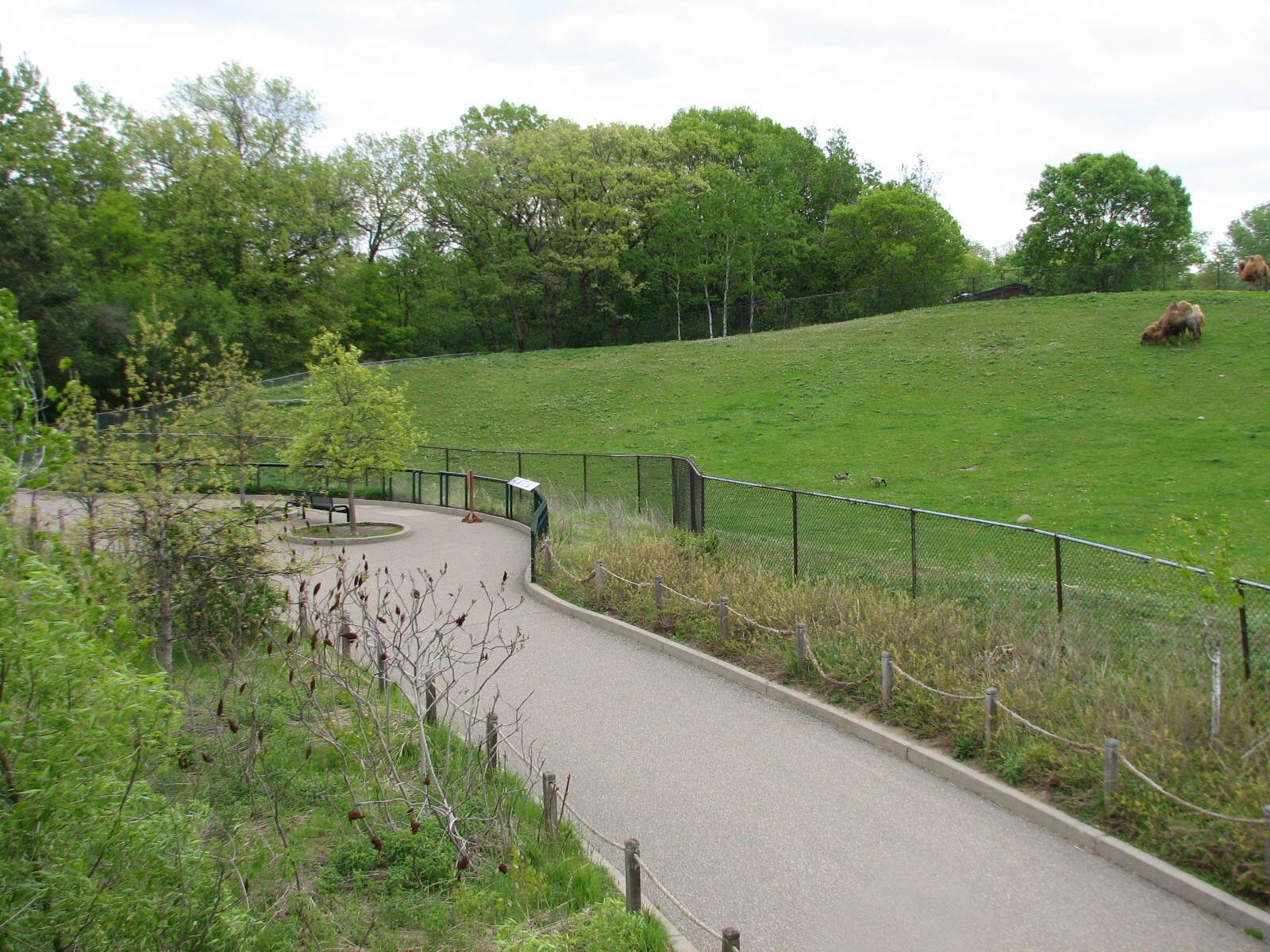Northern Trail - Bactrian Camel Exhibit