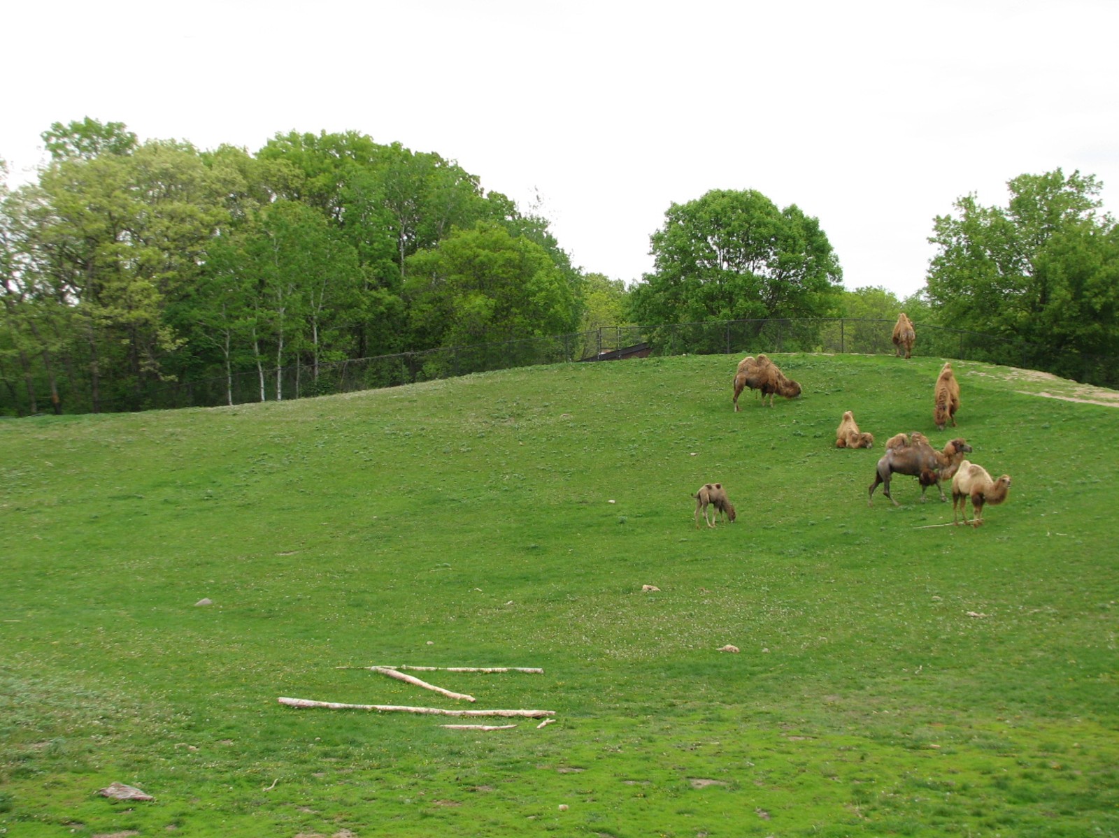 Northern Trail - Bactrian Camel Exhibit