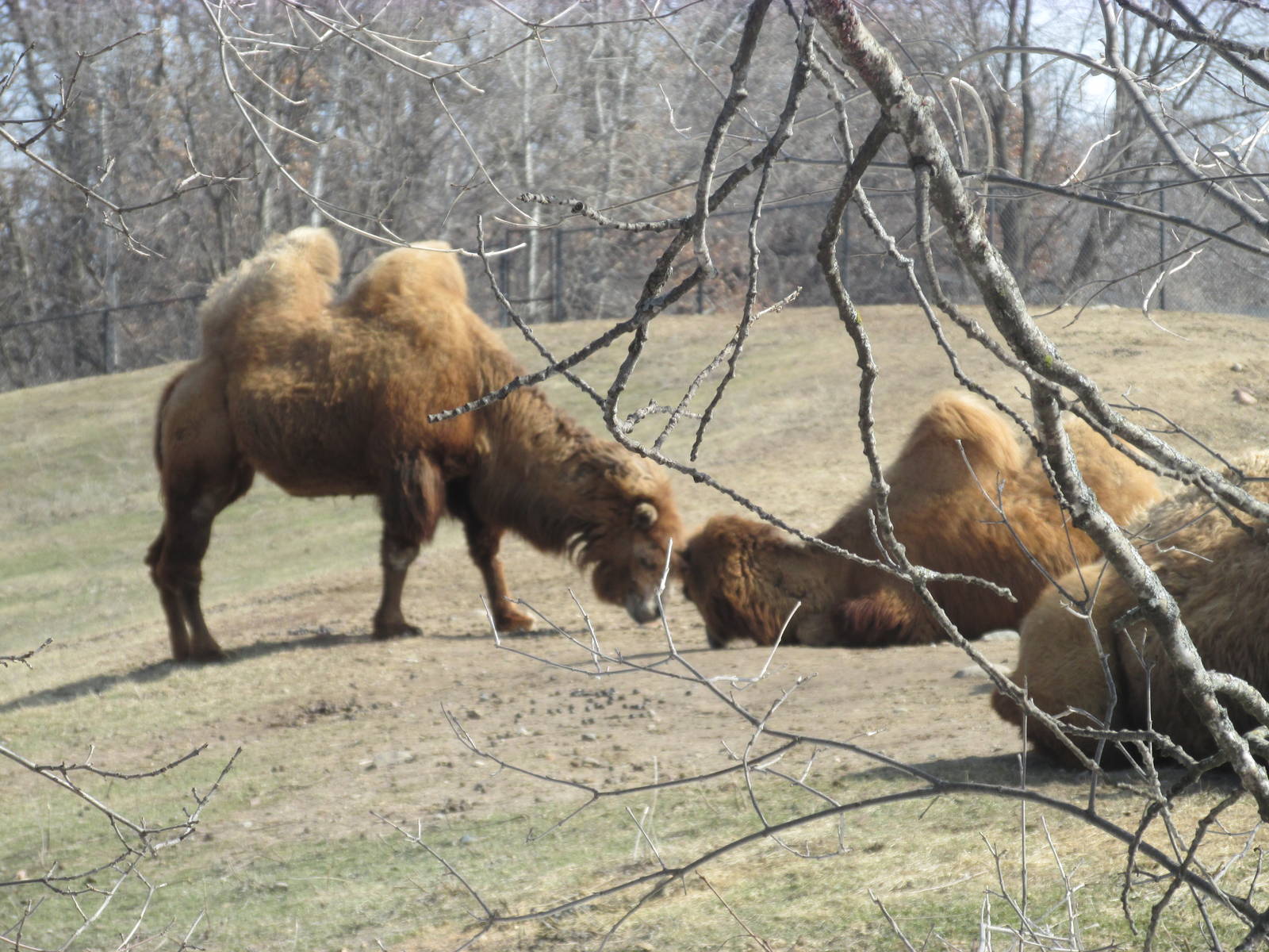 Northern Trail Bactrian Camel