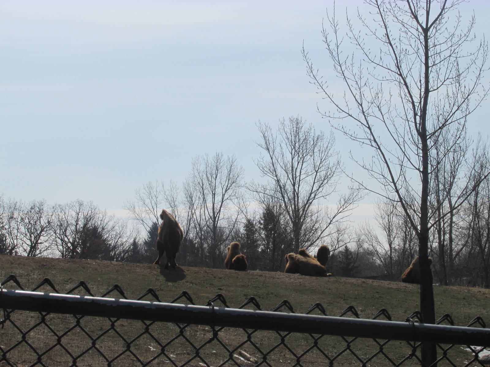 Northern Trail Bactrian Camel