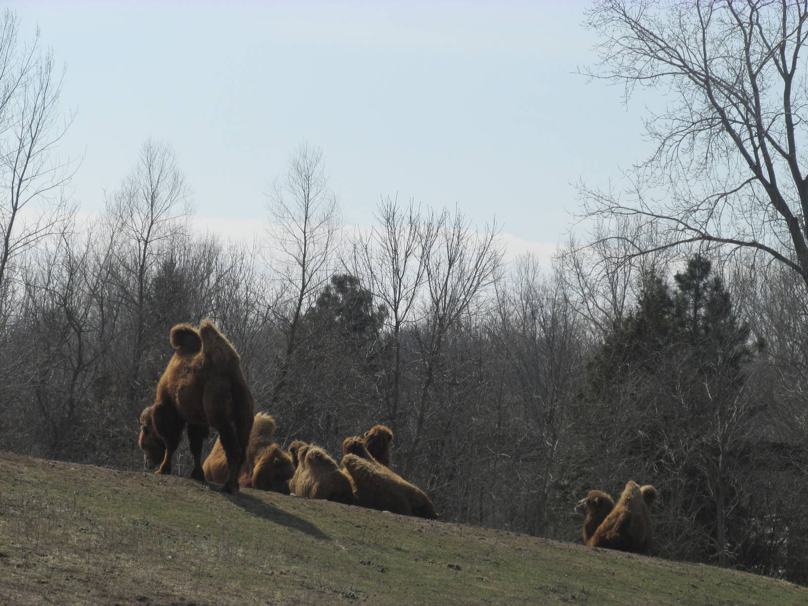 Northern Trail Bactrian Camel