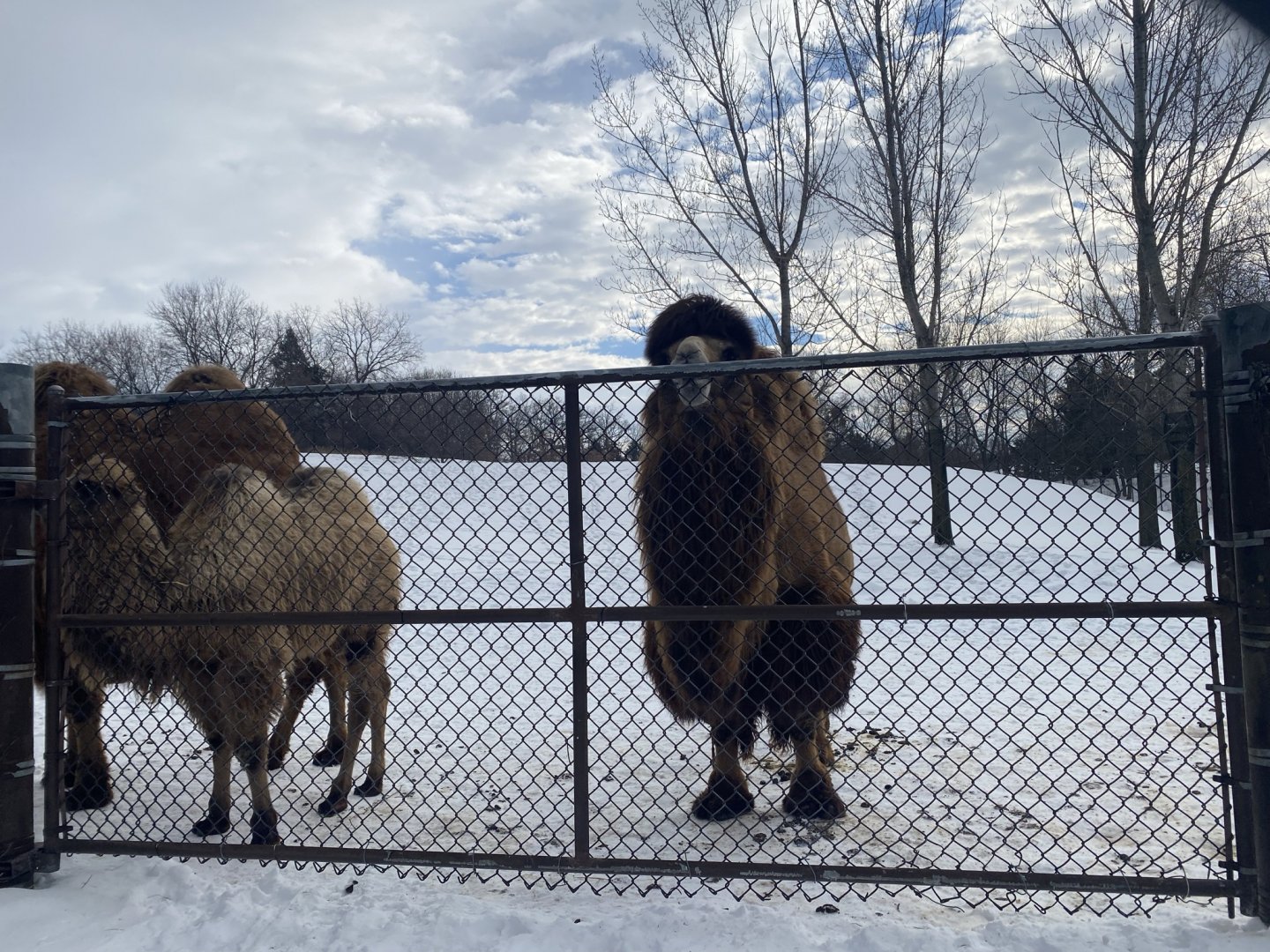 Northern Trail - Bactrian Camels Chewing on the Fence