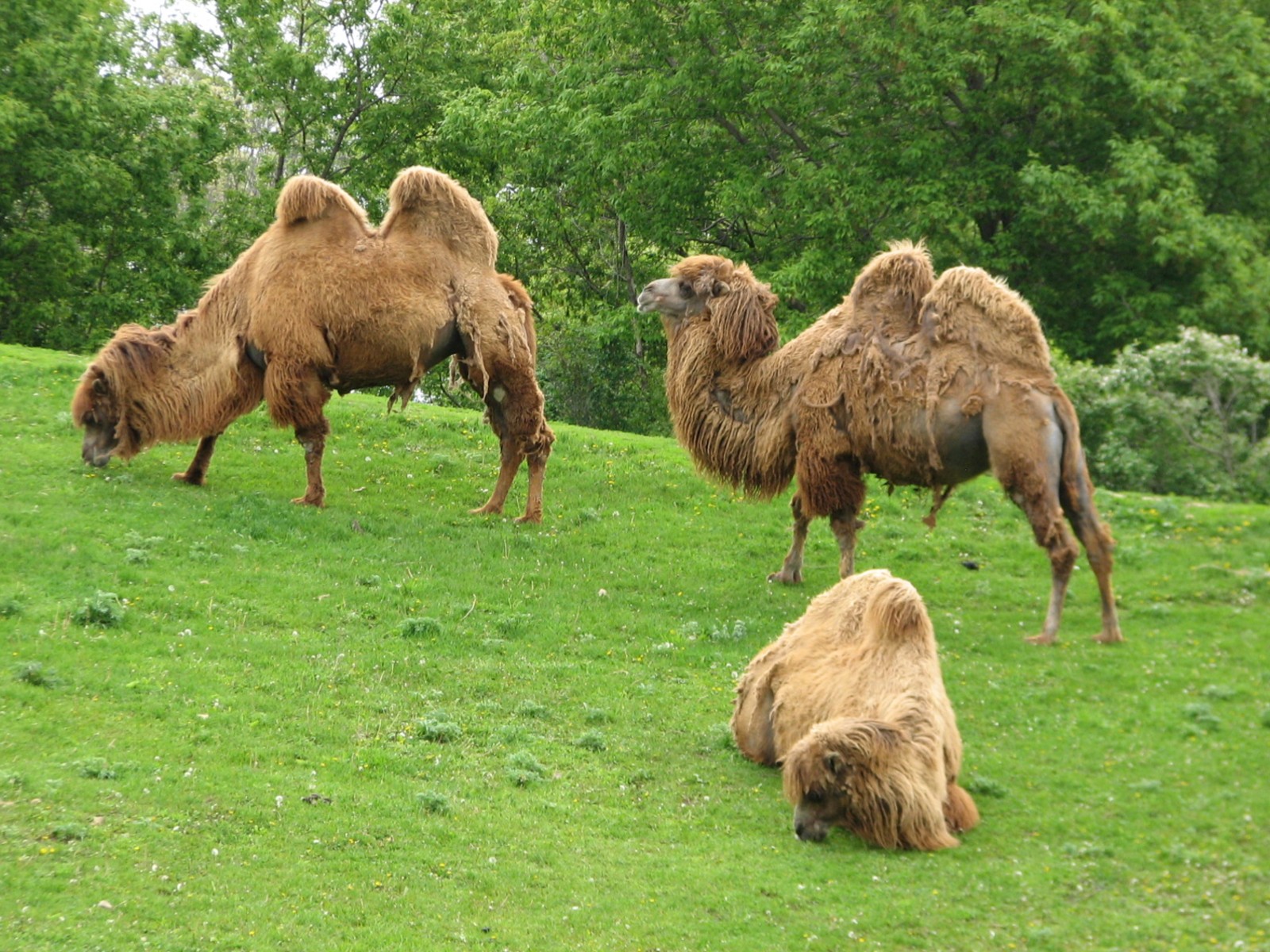 Northern Trail - Bactrian Camels