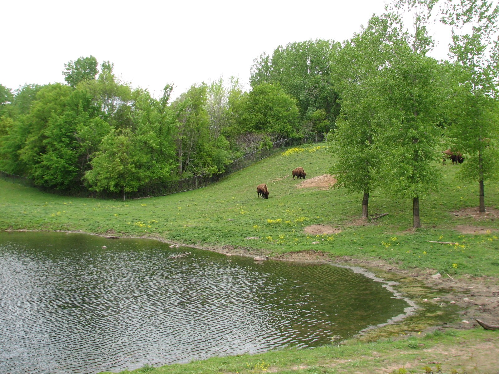 Northern Trail - Bison and Pronghorn Exhibit