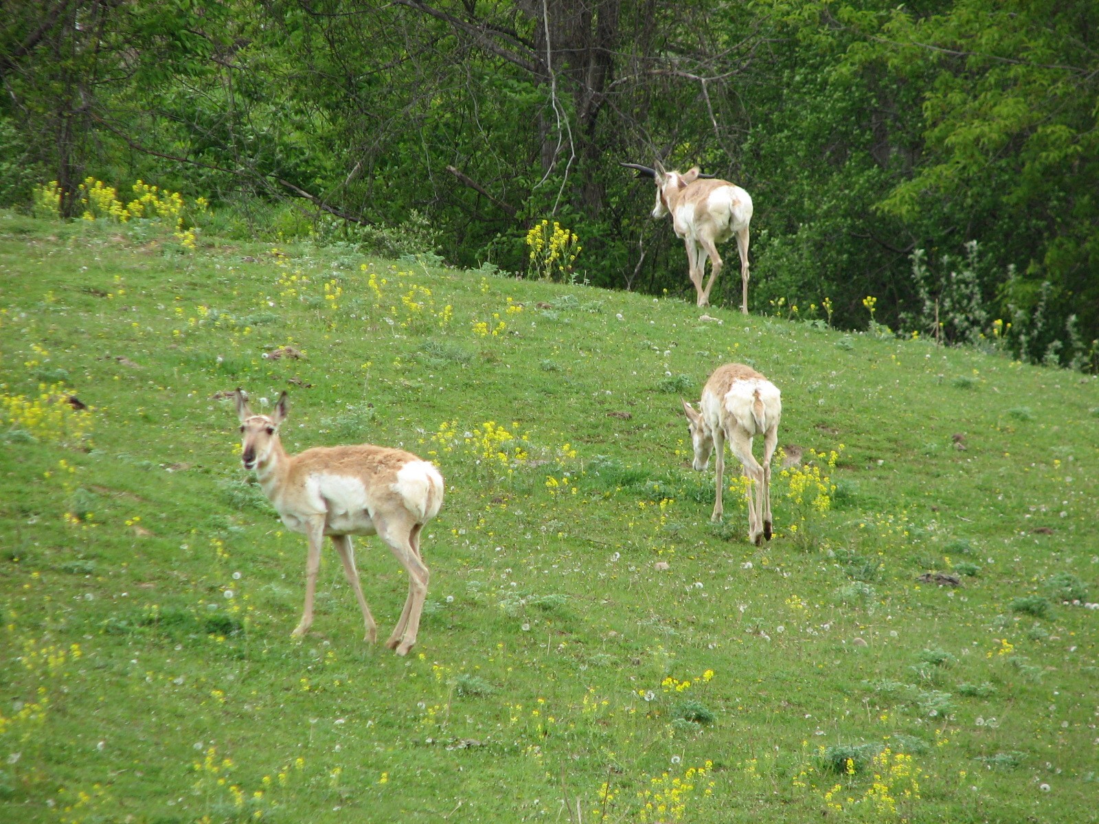 Northern Trail - Bison and Pronghorn Exhibit