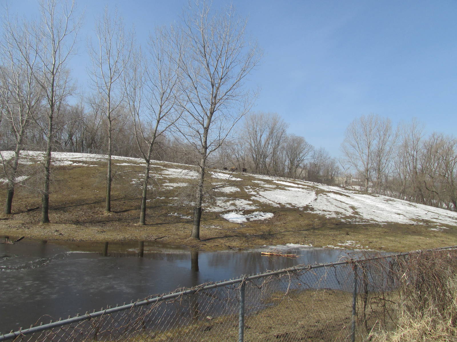 Northern Trail Bison Exhibit