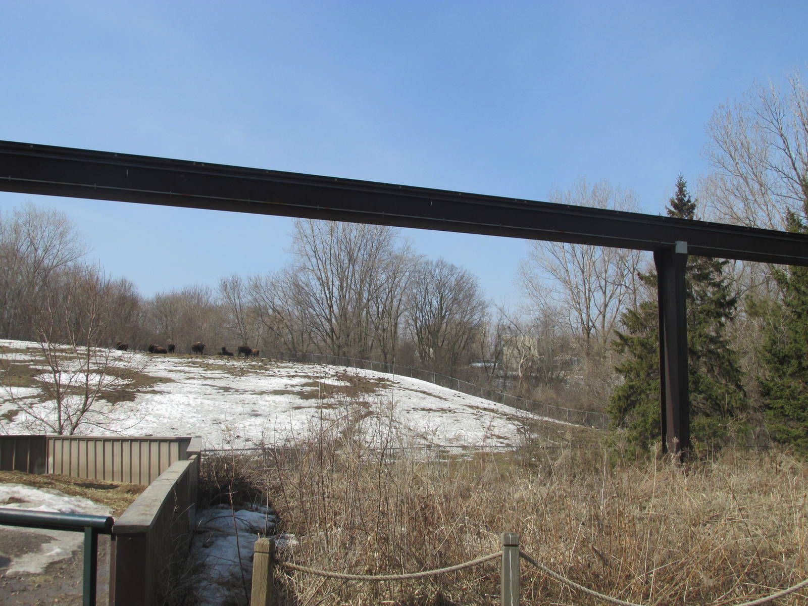 Northern Trail Bison Exhibit