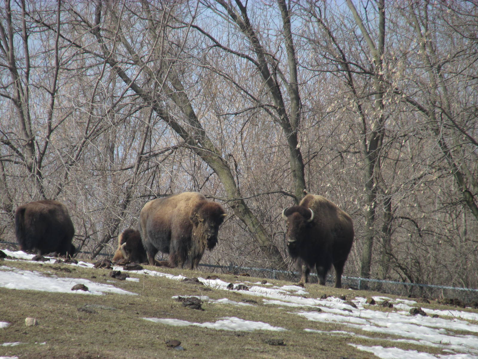 Northern Trail Bison