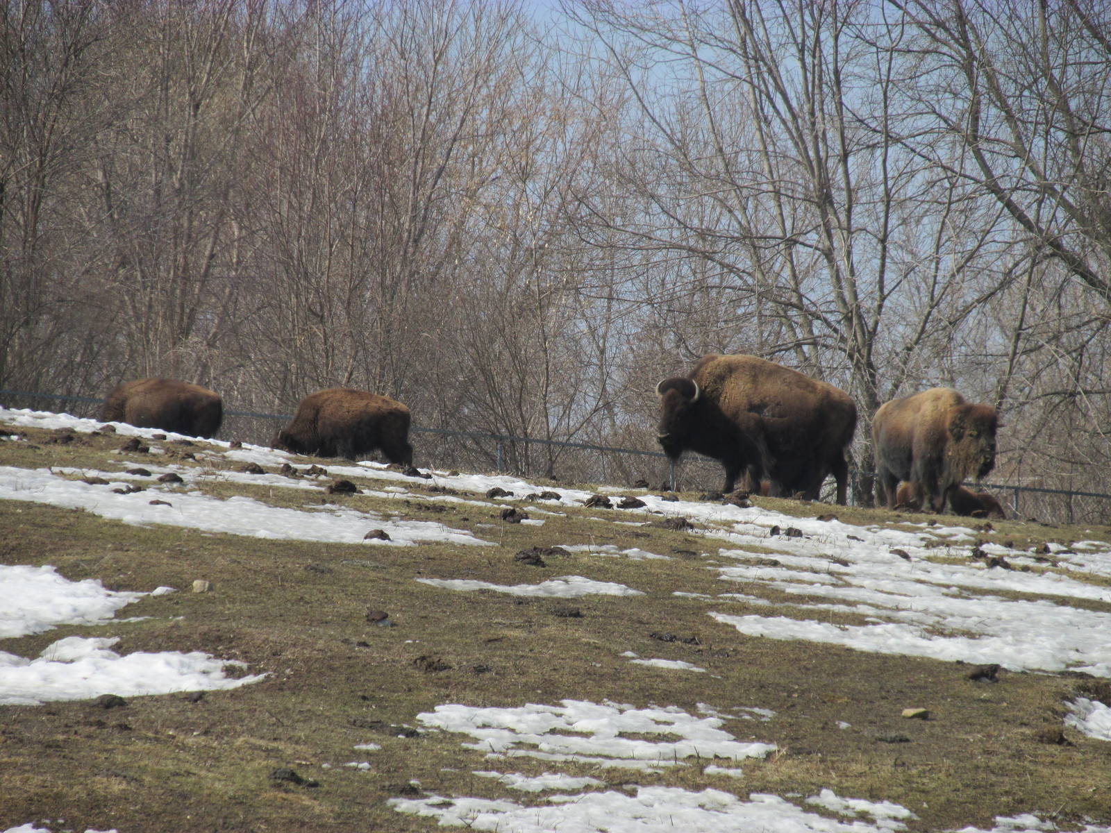 Northern Trail Bison