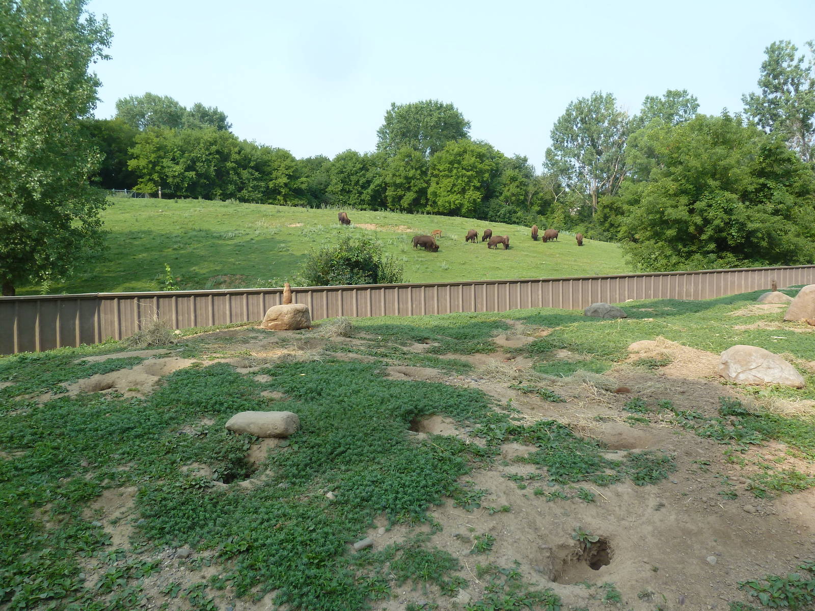 Northern Trail - Black-Tailed Prairie Dog + American Bison Exhibits