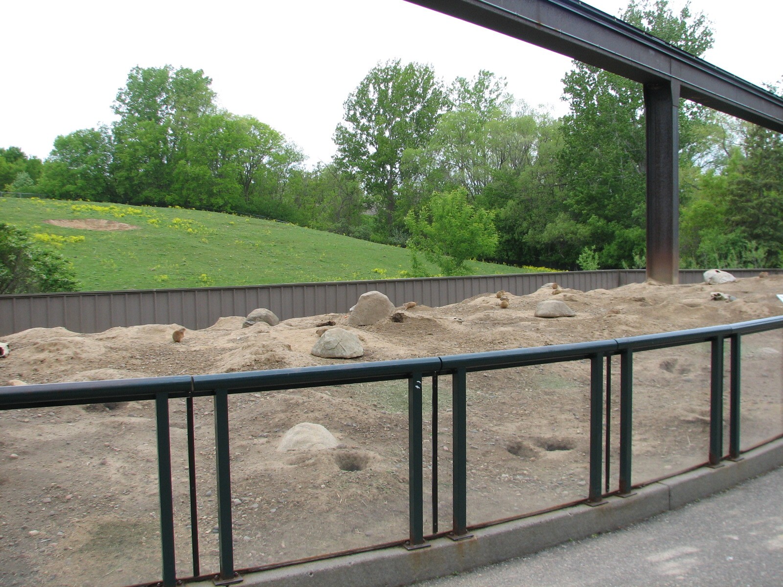 Northern Trail - Black-tailed Prairie Dog Exhibit