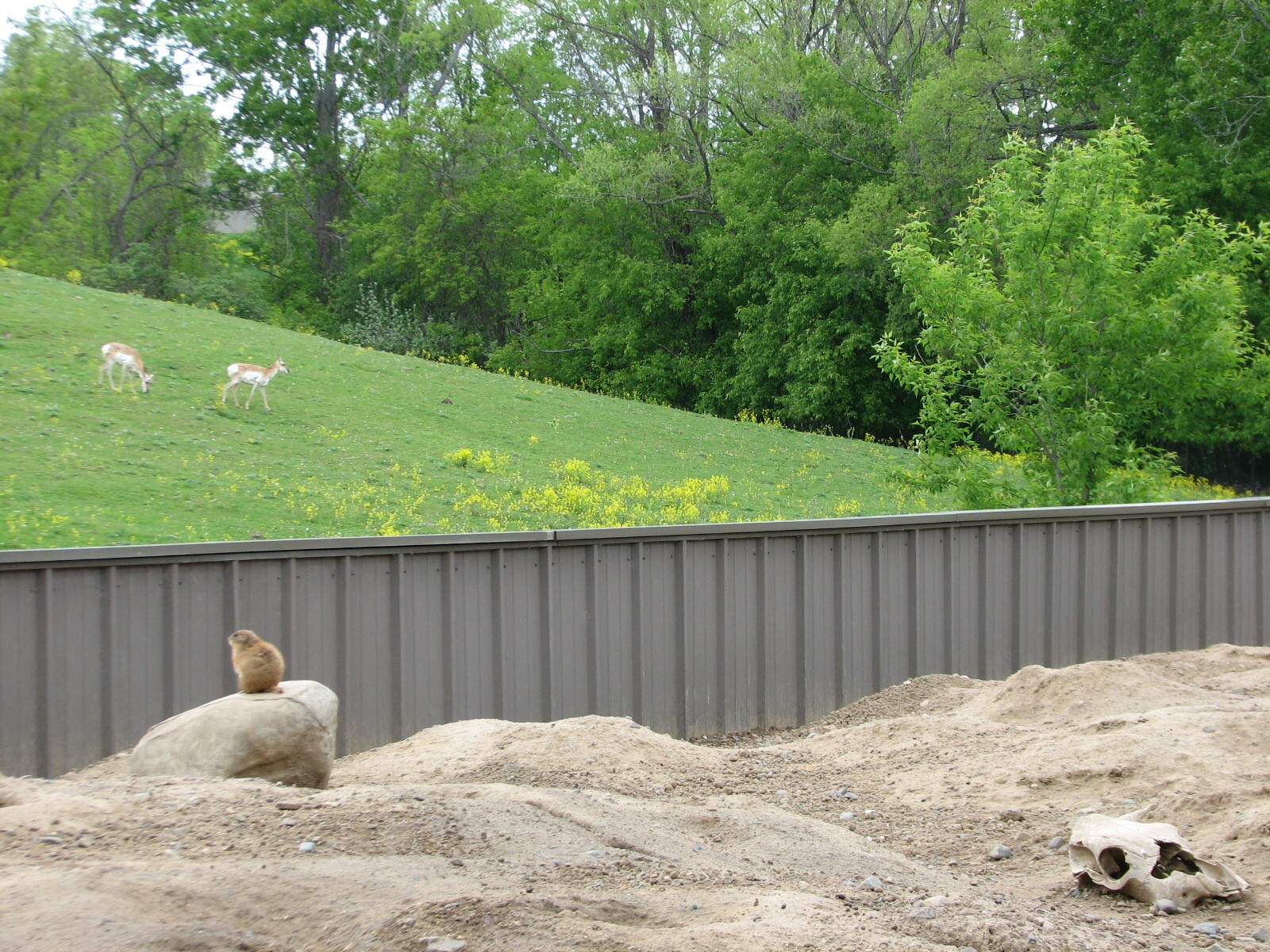 Northern Trail - Black-tailed Prairie Dog Exhibit