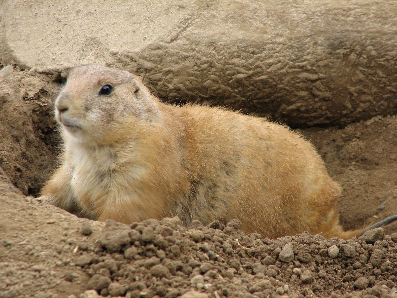 Northern Trail - Black-tailed Prairie Dog