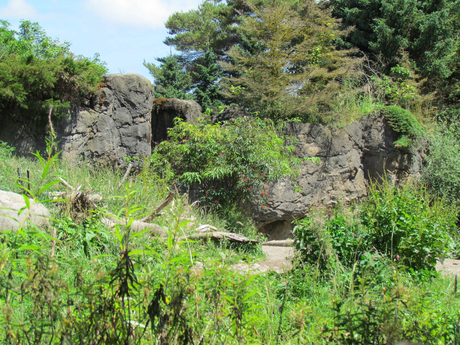 Northern Trail - Brown Bear Exhibit