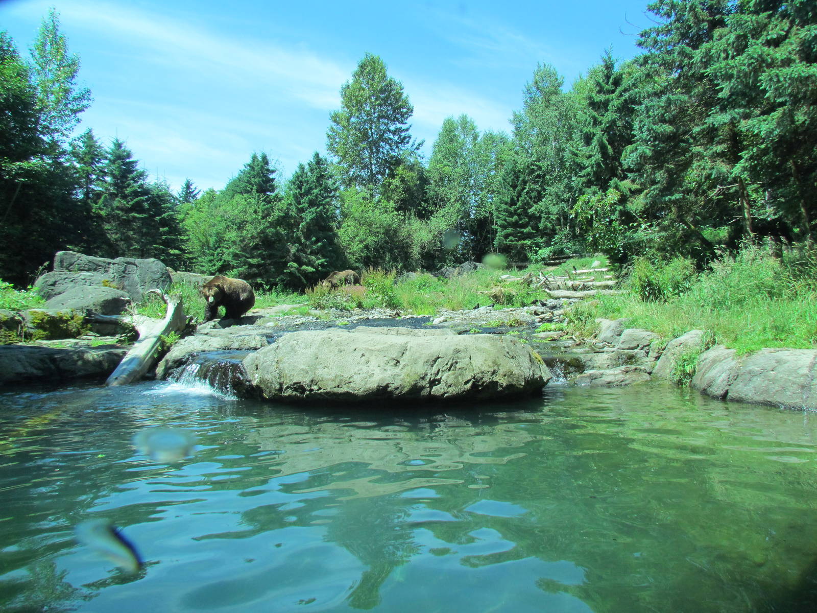 Northern Trail - Brown Bear Exhibit