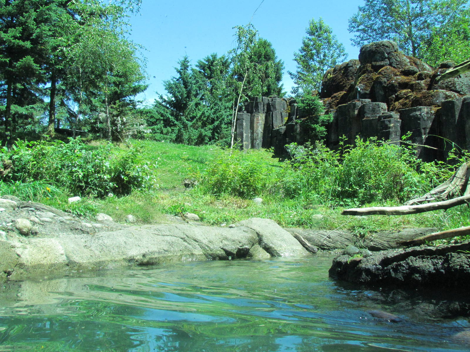 Northern Trail - Brown Bear Exhibit