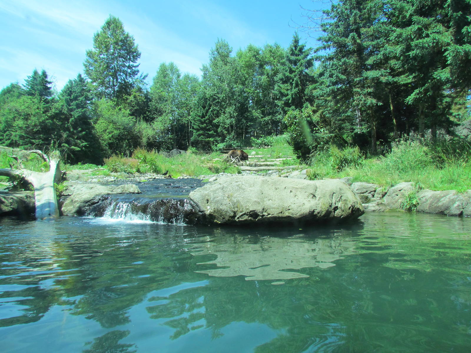 Northern Trail - Brown Bear Exhibit