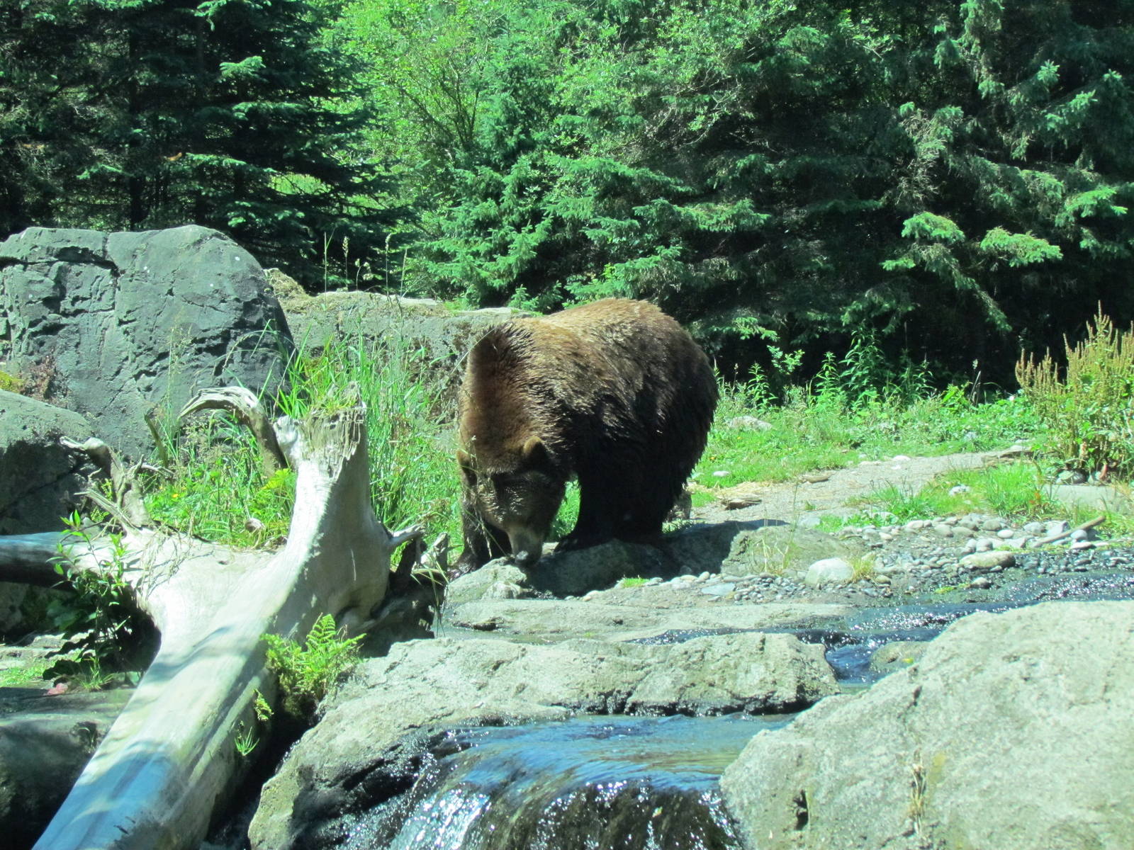 Northern Trail - Brown Bear