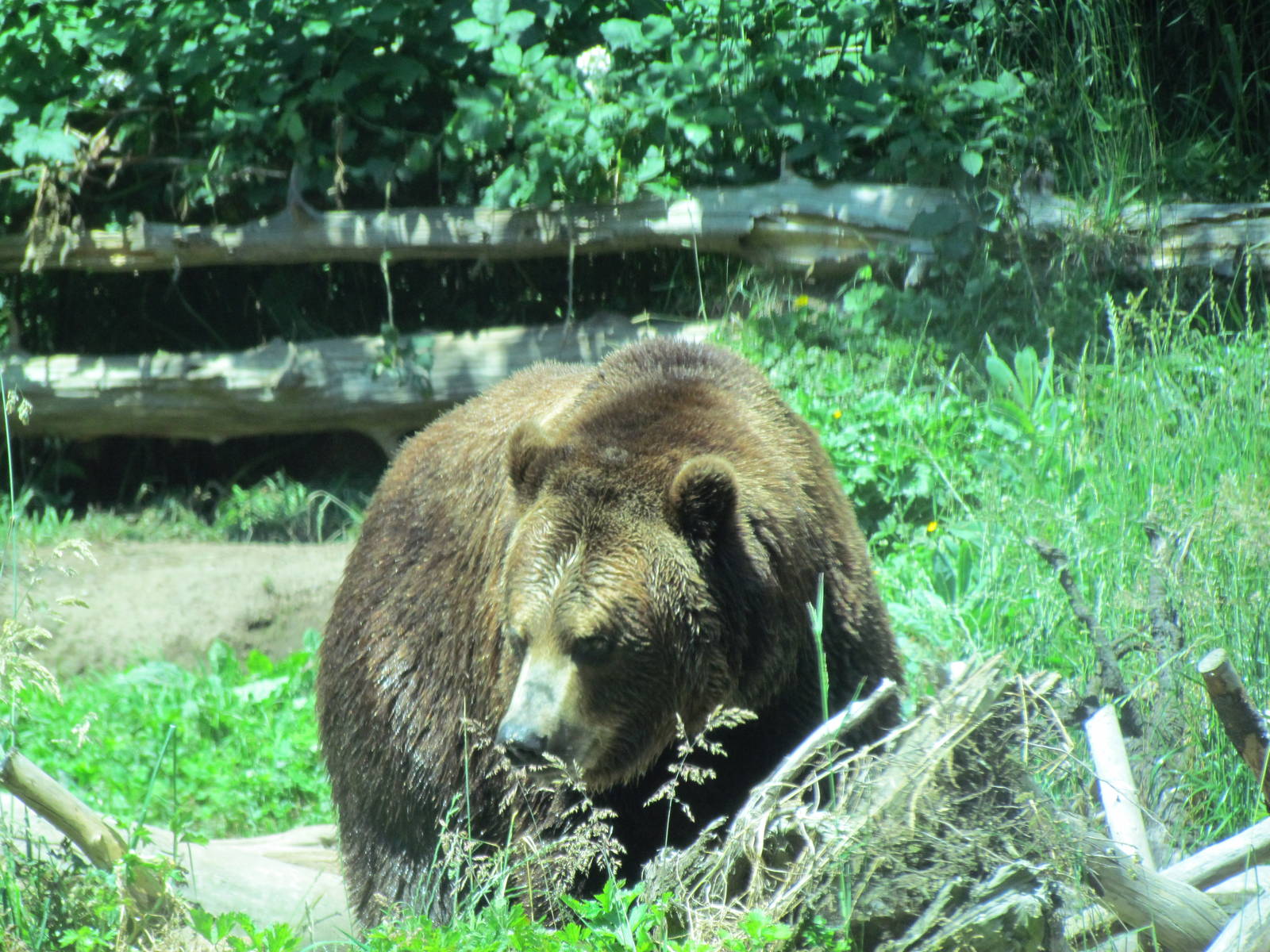 Northern Trail - Brown Bear