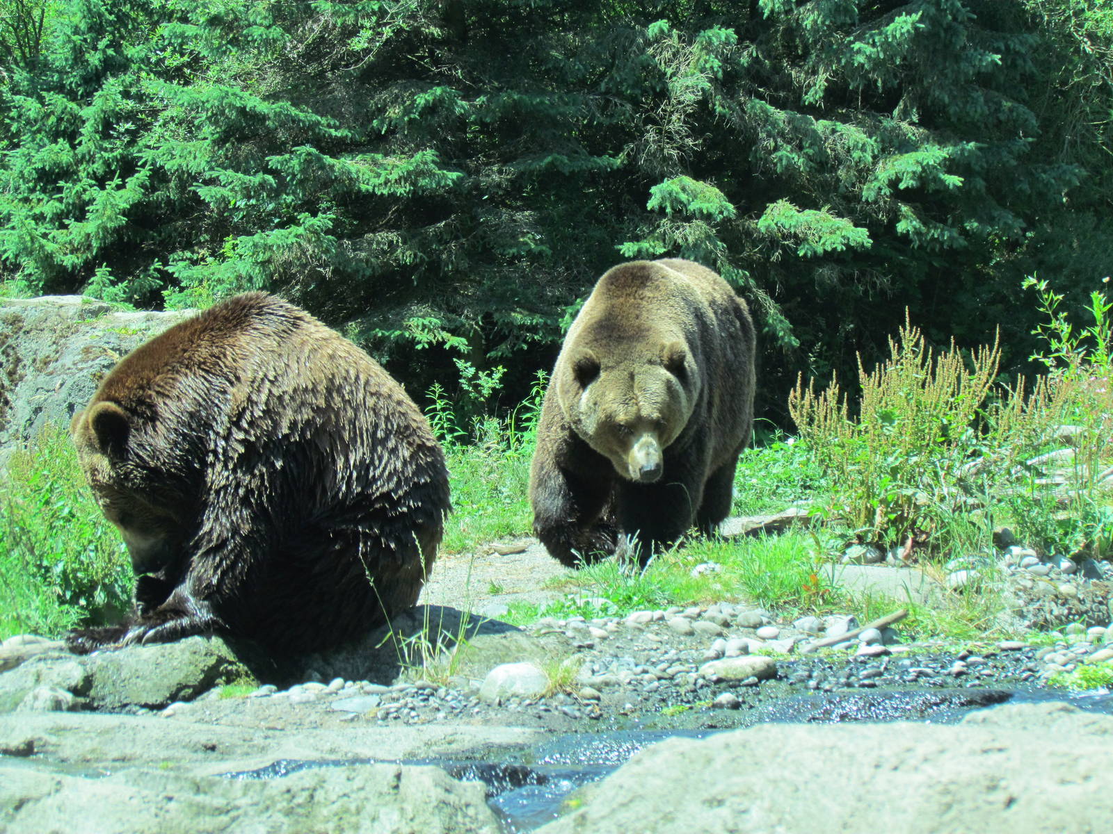 Northern Trail - Brown Bears