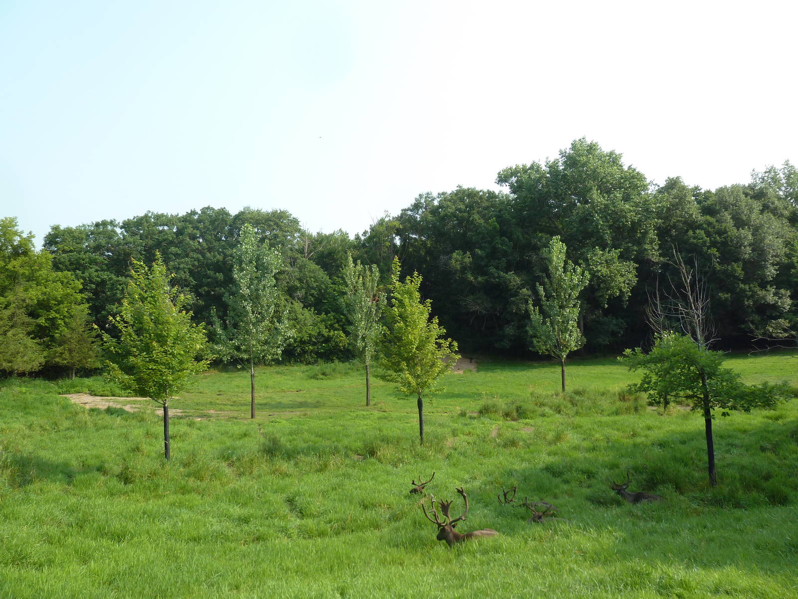 Northern Trail - Caribou Exhibit