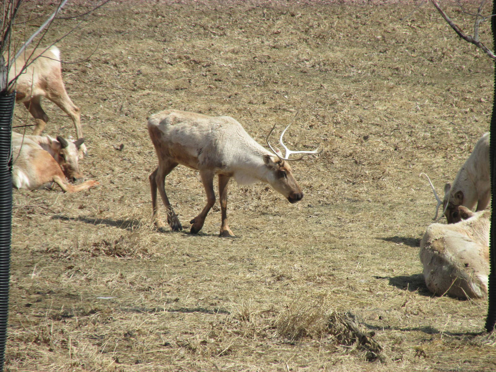 Northern Trail Caribou
